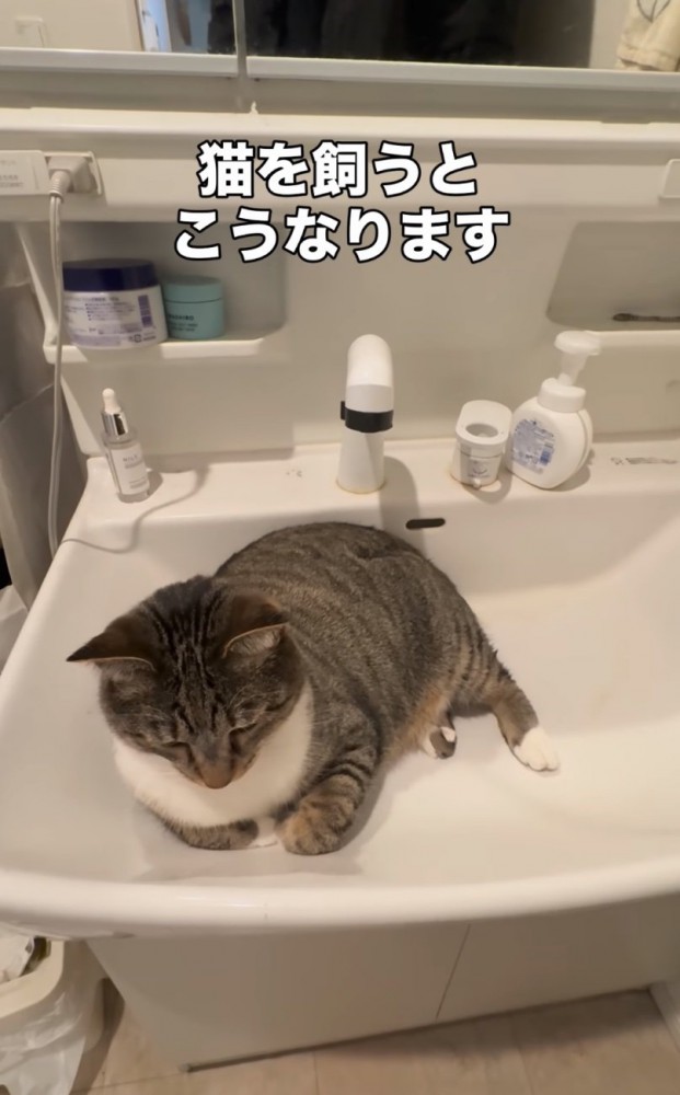 洗面台を占拠する猫