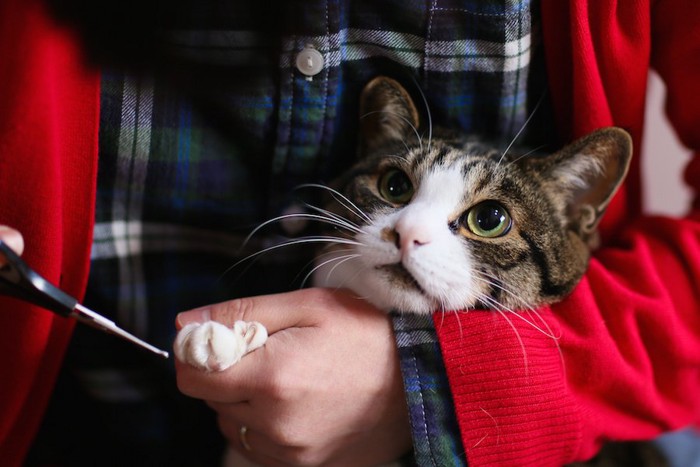 飼い主に爪を切られている猫