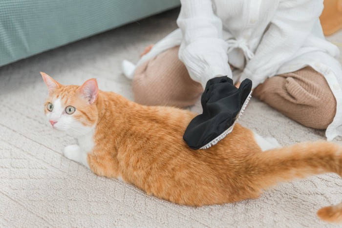 グローブで猫の抜け毛を取る飼い主