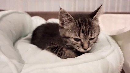 目を細める子猫