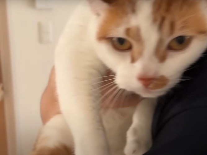 運ばれる猫