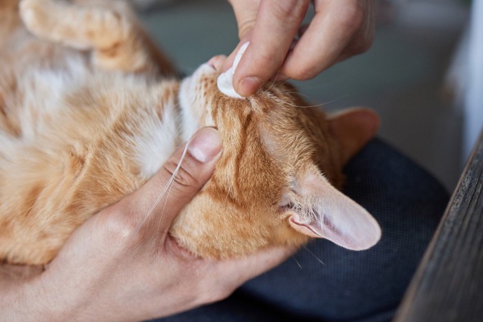 目やにを拭かれる猫