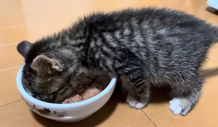 ごはんをひとりで食べる子猫