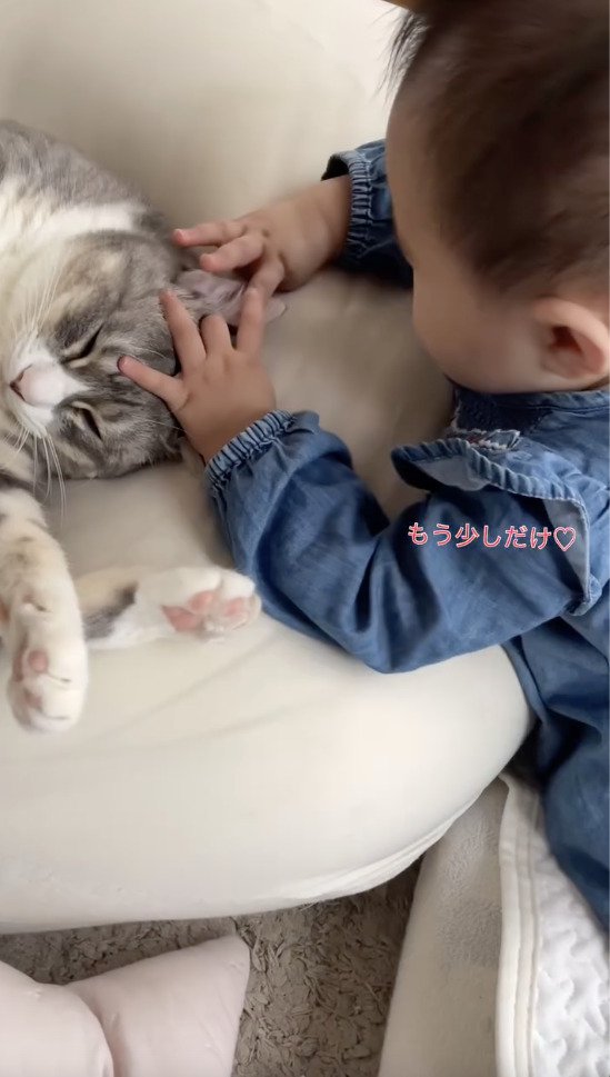 猫を触り続ける赤ちゃん