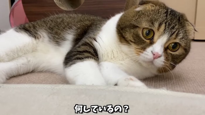 カーペットの下に前足を入れる猫