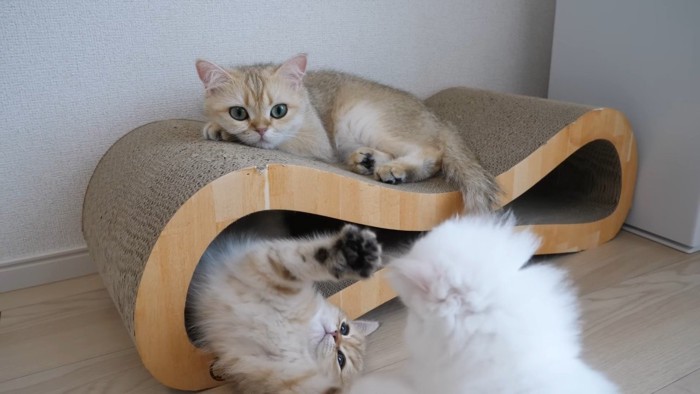 爪とぎで