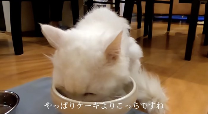 ウェットフードを食べるシロちゃん