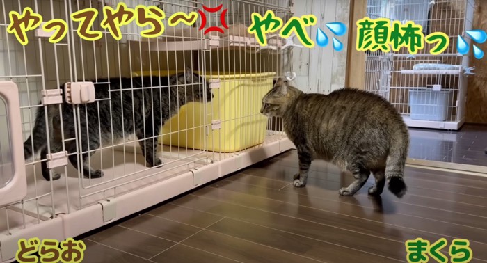 ケージの内外でケンカする猫たち