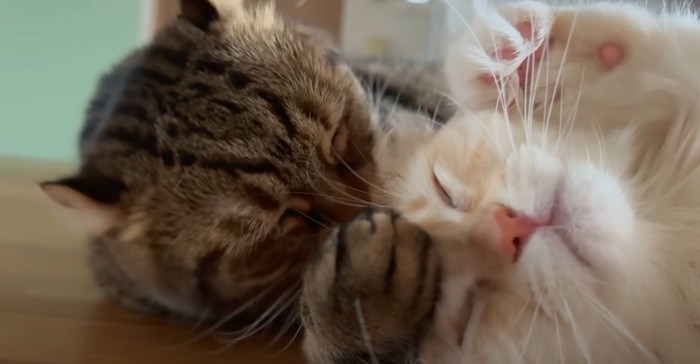 じゃれる猫2匹のアップ