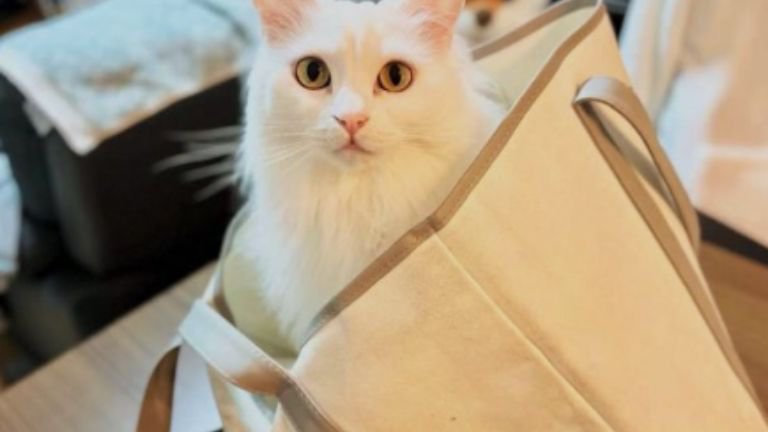 室内にいる猫