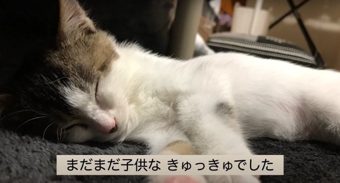 眠る子猫