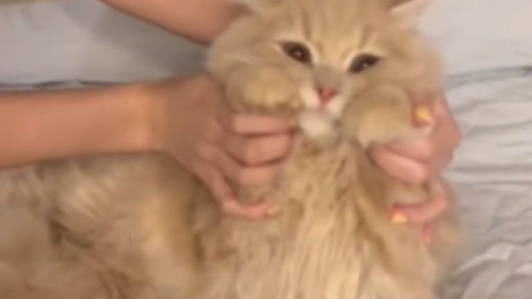 室内にいる猫