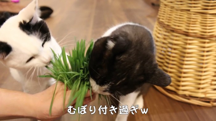 白黒の2匹の猫