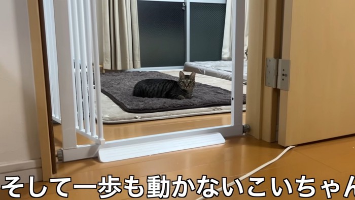 「そして一歩も動かないこいちゃん」
