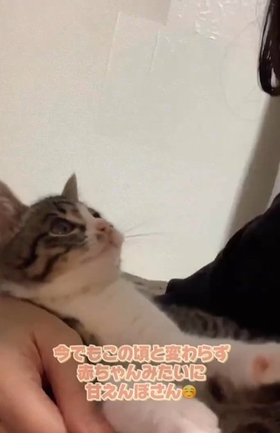 上を見上げる子猫