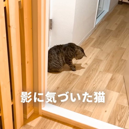 下を向く猫