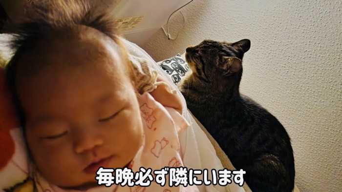 眠る赤ちゃんを見守るキジトラ猫