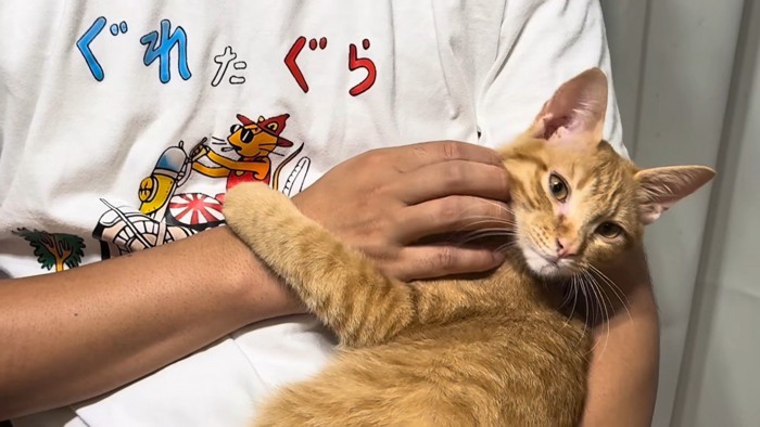 抱っこされている猫