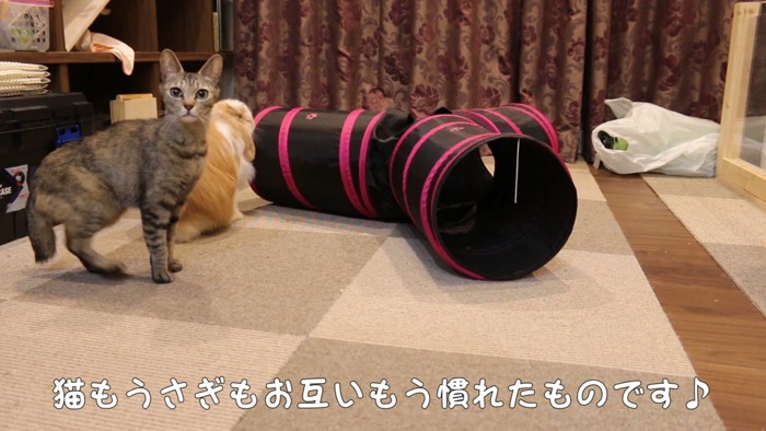 猫の隣りにいるウサギ