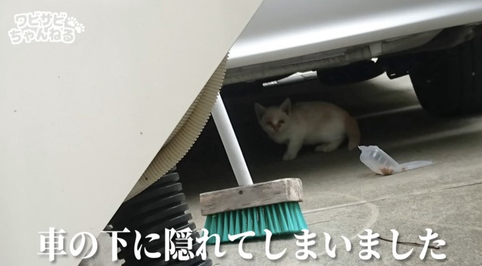 庭に迷い込んだ子猫