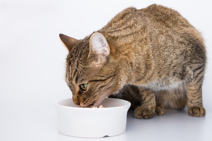 餌を食べている猫