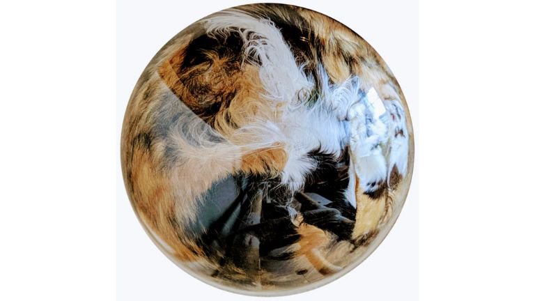 猫の毛並み模様