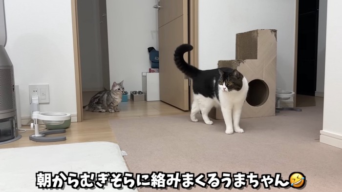 立っている猫とすわる子猫