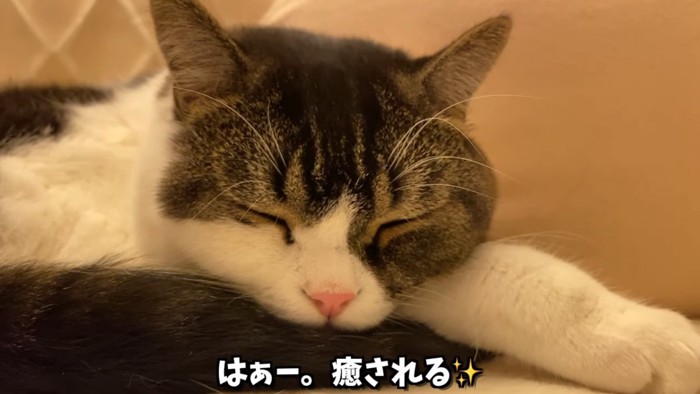 寝ている立ち耳の猫