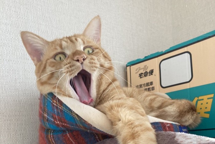 あくび途中の猫