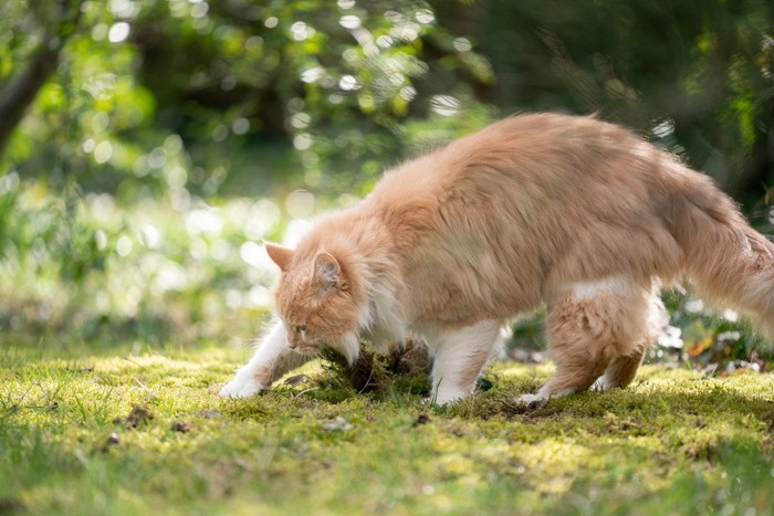 地面を掘る猫