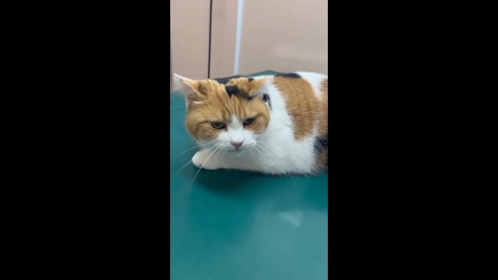 顔のアップ