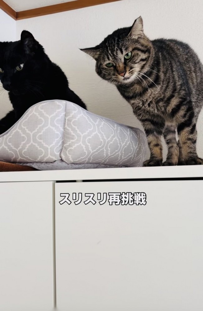 黒猫にスリスリしようとするキジトラ猫