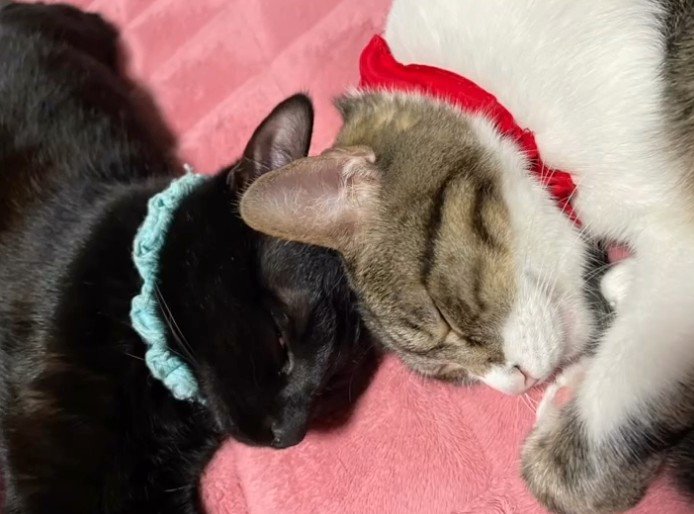 頭をつけて寝る猫2匹