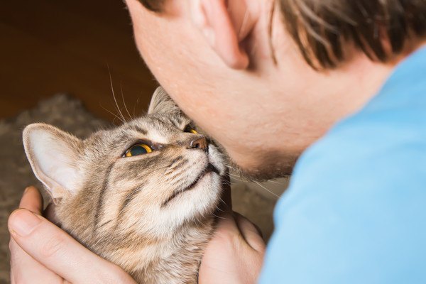 人の顔をじっと見つめる猫