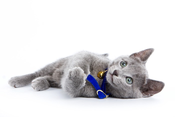 横向きに寝転んでいるロシアンブルーの子猫