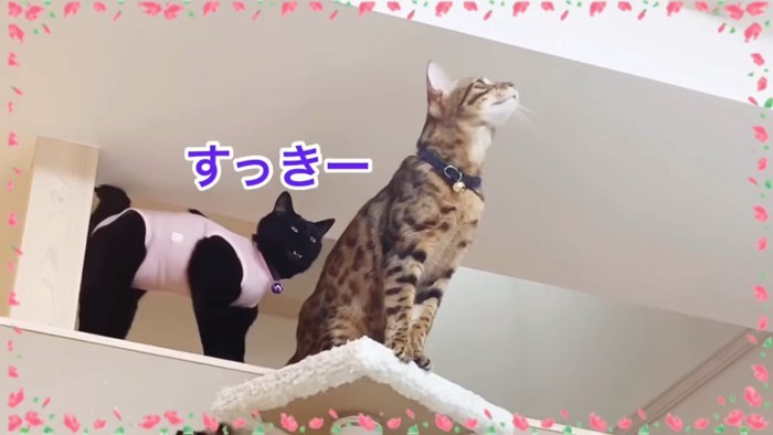 鳴く黒猫