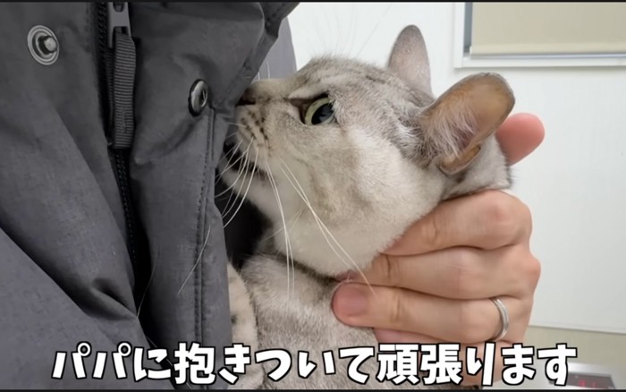 しがみつく猫