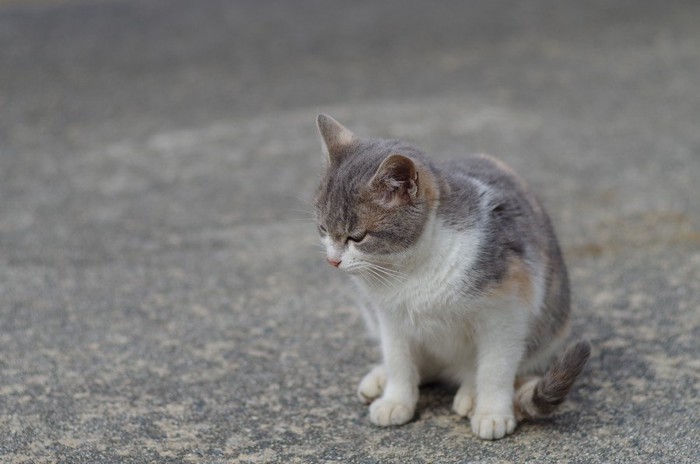 落ちこむ猫