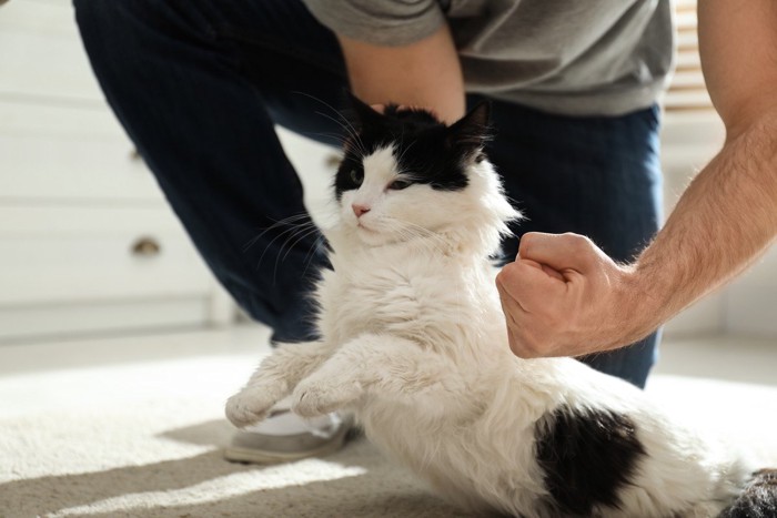 猫を殴ろうとする男性