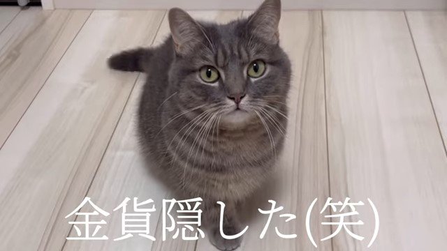 こちらを見上げる猫