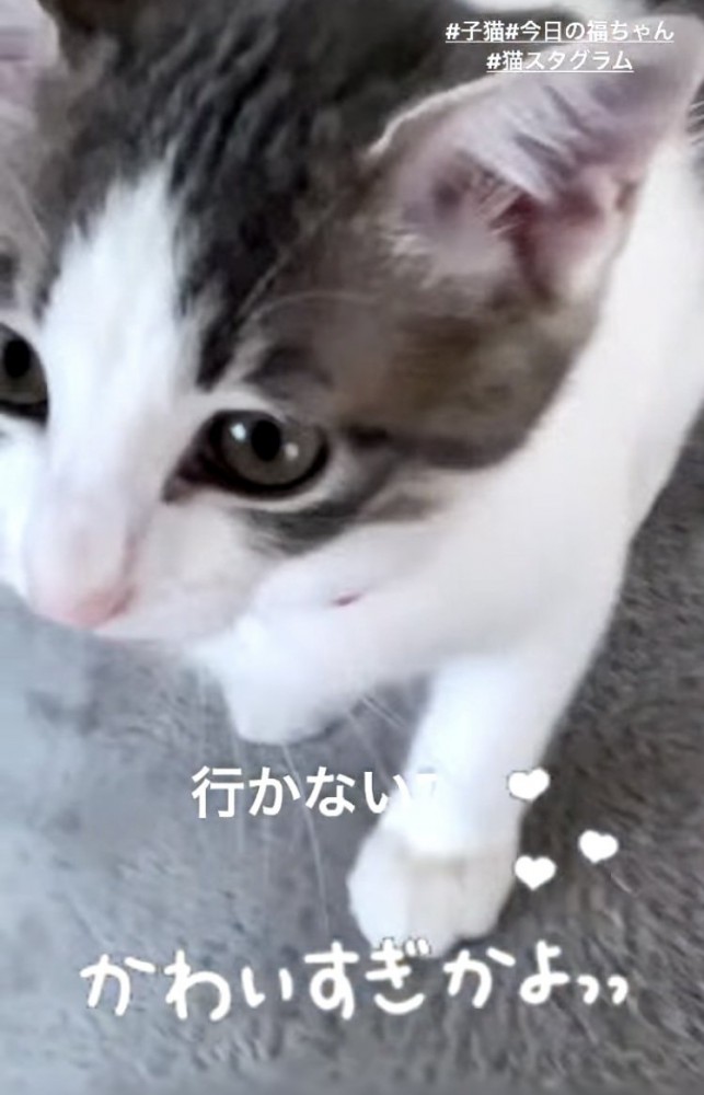 ママのところに来て鳴く子猫