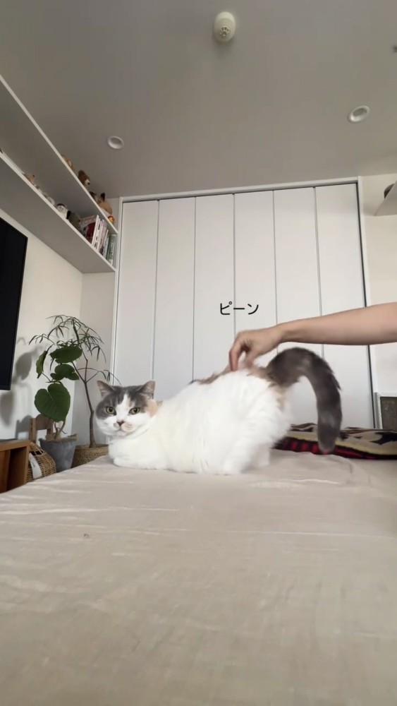 お尻を上げる猫