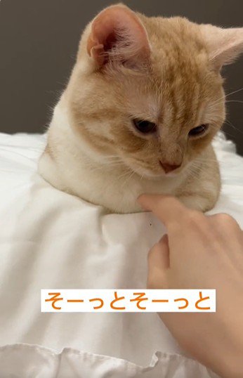 香箱座りをしている猫
