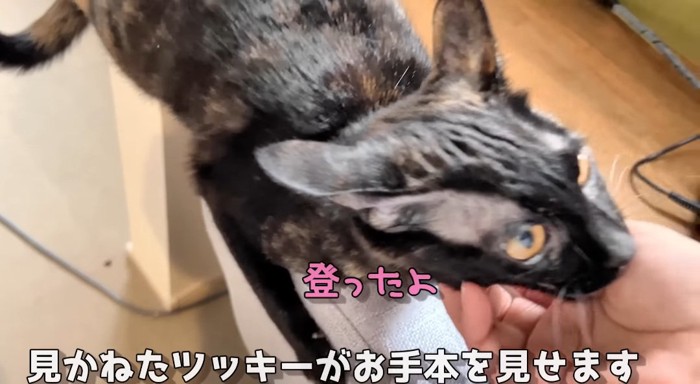 撫でられる猫