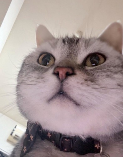 下から見た猫の顔3