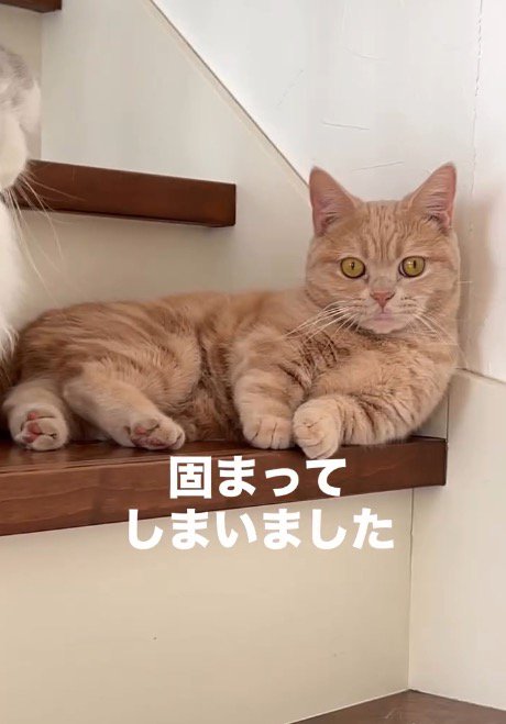 唖然とした様子でカメラを見つめるマンチカン