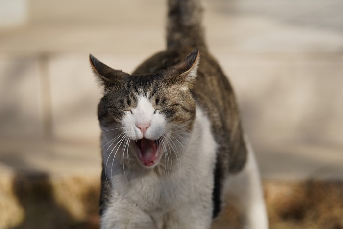 リラックスする猫