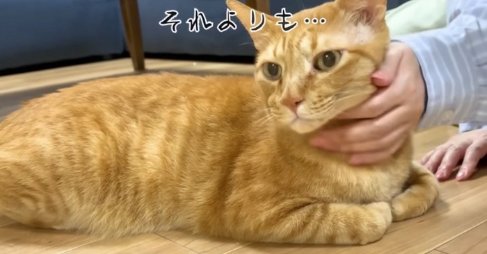 不服そうなまるとら