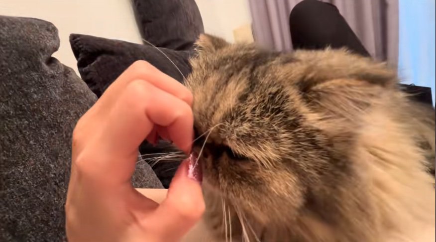 爪に顔を押し付ける猫