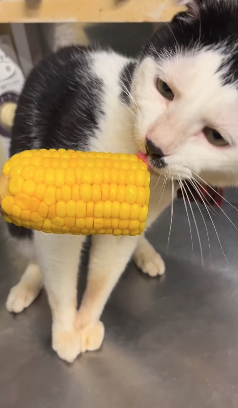 とうもろこしを舐めている猫